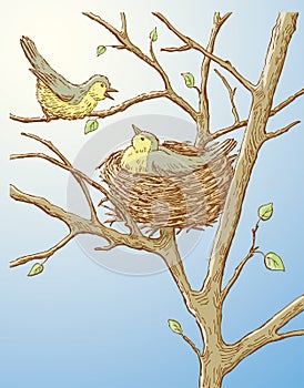 Vector illustration of two birds in their nest in spring forest