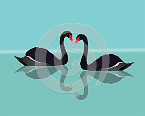 A vector illustration of two black swans swimming in the water