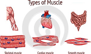 Vector illustration of a Types of Muscle