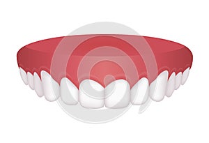 Vector illustration of upper dentition normal teeth