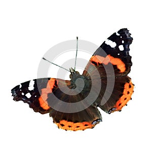 The vector illustration of Vanessa atalanta butterfly isolated in white