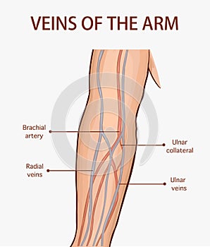 Vector illustration of a veins of the arm