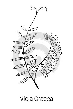 Vector illustration of a Vicia cracca flower