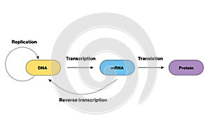 Central Dogma of Molecular Biology, Vector Illustration on White Background, DNA to RNA to Protein Process, Scientific Diagram. photo