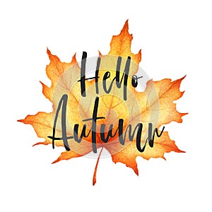 Vector illustration with watercolor maple leaf and hand drawn lettering Hello Autumn Isolated on white background. Design for card