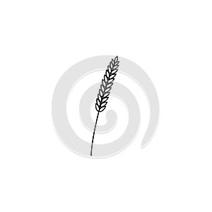 Vector illustration of wheat, rye or barley ears whole grain, black line symbol icon isolated on white background