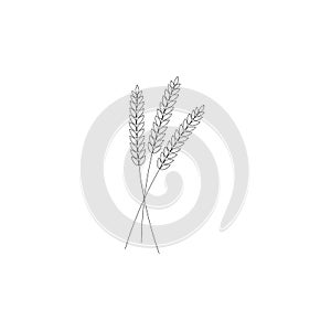 Vector illustration of wheat, rye or barley ears with whole grain,wheat, rye or barley crop harvest symbol or icon isolated on