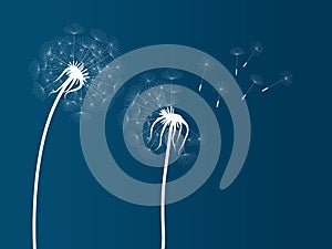 Vector illustration of white dandelion  silhouettes on blue background