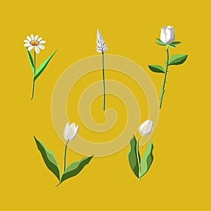 Vector illustration of white flowers complete set
