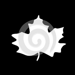 Vector Illustration of a white maple leaf isolated on a black background