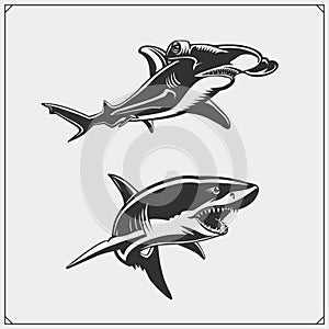 Vector illustration of White shark and Hammerhead shark.