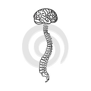 Vector illustration white spine diagnostic symbol, design, sign on white background.