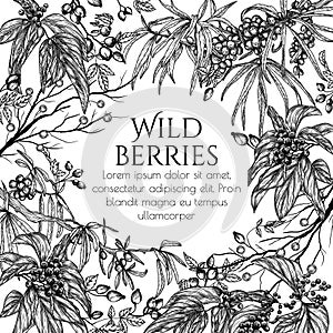 Vector illustration of wild berries in engraving style