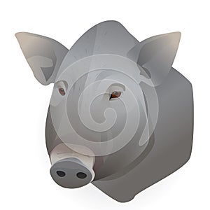 Vector illustration of a wild boar head