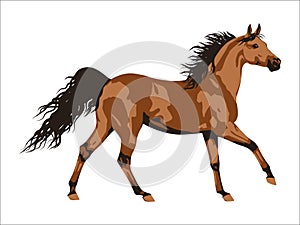 Vector illustration of wild horses running. A graceful brown horse, a Mustang.