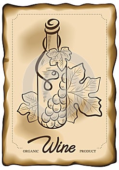 Vector illustration of wine bottle and vine grape on old paper background. Concept for organic products, harvest