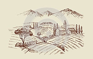 Vector illustration of wineyard