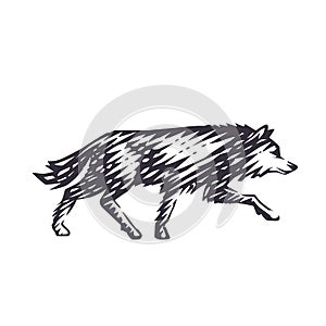 Vector illustration of the wolf