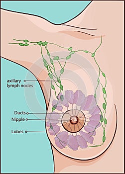 Vector illustration of a woman breast anatomy