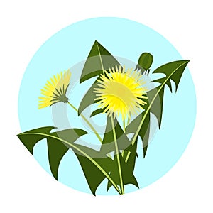 Vector illustration yellow dandelions with leaves and flower. Dandelion vector icon blowing garden botany floral logo.