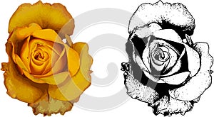 Vector illustration of yellow rose from my garden