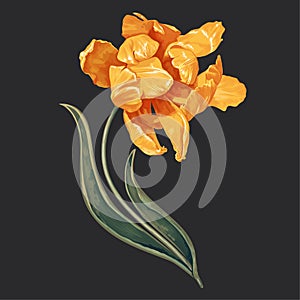 Vector illustration with yellow tulip.  Realistic style.