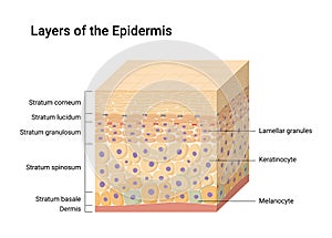 Vector illustration of young and aged skin