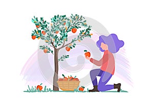 Vector illustration of a young girl picking apples in the garden, harvesting flat design