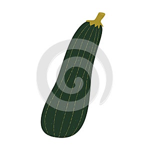 Vector illustration, zucchini in flat style with texture. Organic food concept illustration for kids desings and healthy food