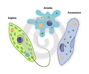 Vector illustrationof unicellular organisms. Amoeba proteus Paramecium caudatum and Euglena viridis. Protozoa