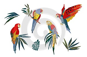 Vector illustrations of parrots and tropical leaves. Clipart, isolated elements.