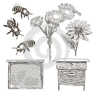 Vector illustrations set with bees, flowers, hive and honeycomb.