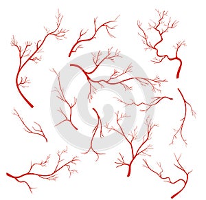 Vector illustrations set of veins and vessel, red capillaries, blood arteries isolated on white background.