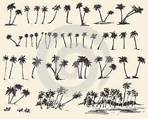 Vector Illustrations Silhouette Palm Trees Sketch