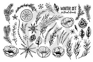 Vector illustrations - Winter floral set flowers, leaves