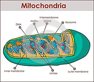 Vector illustrator of cross section of mitochondria photo