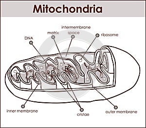 Vector illustrator of cross section of mitochondria