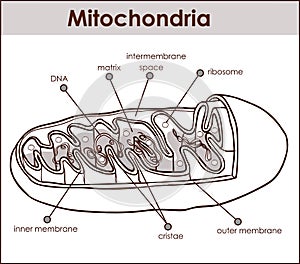 Vector illustrator of cross section of mitochondria photo