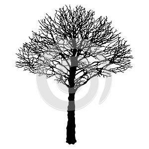 Vector image of black urban tree contour - linden (Tilia cordata).
