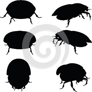 Vector Image - bug scarab attacking silhouette on white background