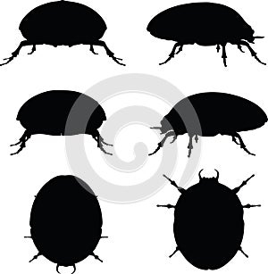 Vector Image - bug scarab silhouette on white background