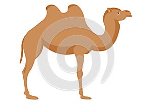 Vector image of a camel on a white background.