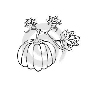 Vector image.Close-up of vegetable, pumpkin with leaves.