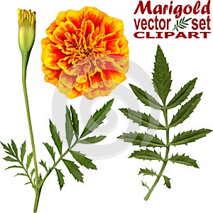 Marigold vector set