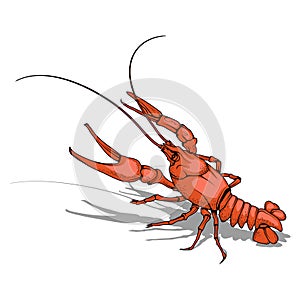 Vector image of crayfish.