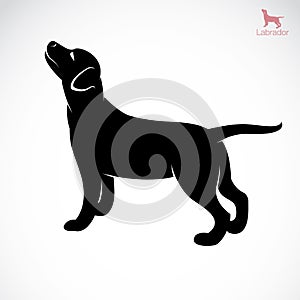 Vector image of an dog labrador