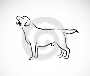 Vector image of an dog labrador