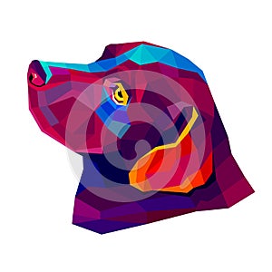 Vector image of an dog labrador on white background