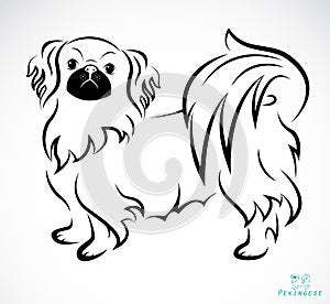 Vector image of an Dog (Pekingese)