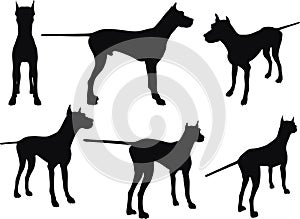 Vector Image - dog silhouette in still pose on white background